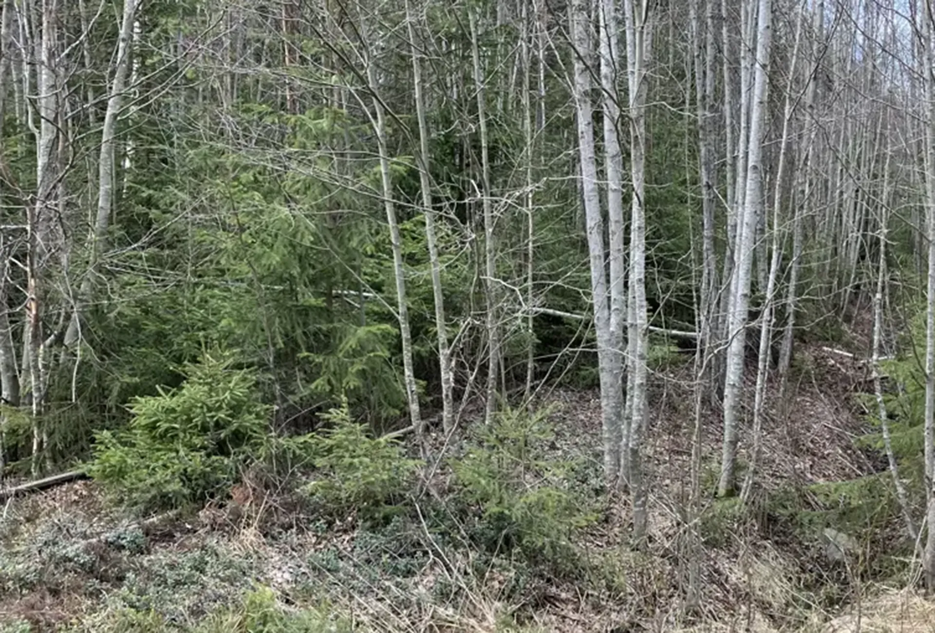 Röjd del av järnvägen mellan Morjärv - Karungi - Haparanda. Foto: Trafikverket